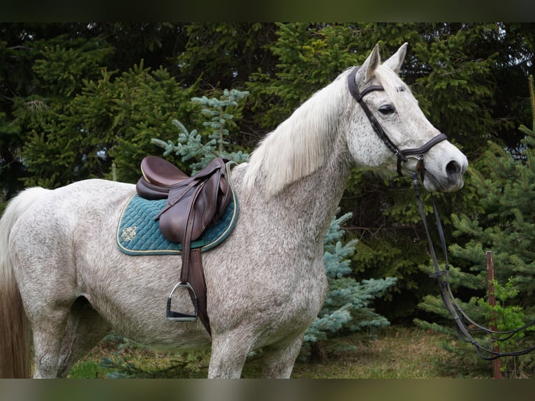 Trakehner Stute 16 Jahre 168 cm Schimmel in Liebstadt