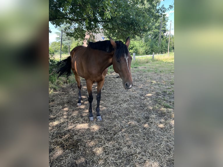 Trakehner Stute 16 Jahre Brauner in Essen