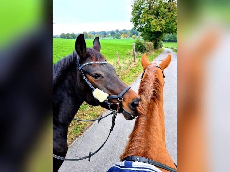 Trakehner Mix Stute 17 Jahre 163 cm Dunkelbrauner in Aachen