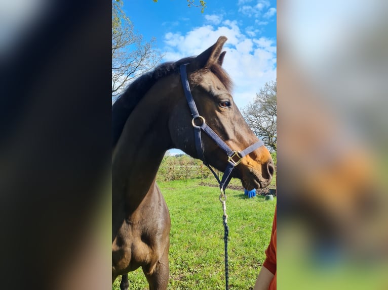 Trakehner Mix Stute 17 Jahre 163 cm Dunkelbrauner in Aachen