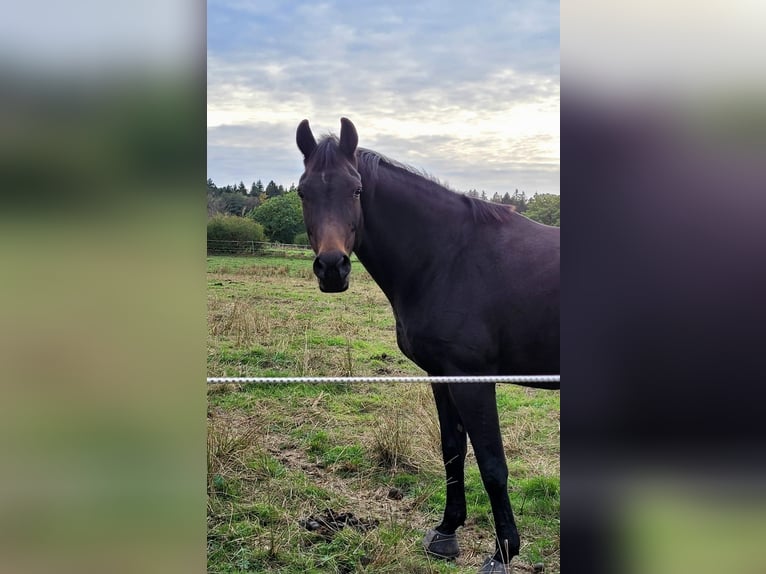 Trakehner Mix Stute 17 Jahre 163 cm Dunkelbrauner in Aachen