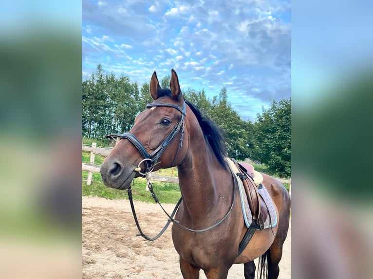 Trakehner Stute 17 Jahre 165 cm Dunkelbrauner in Satrup