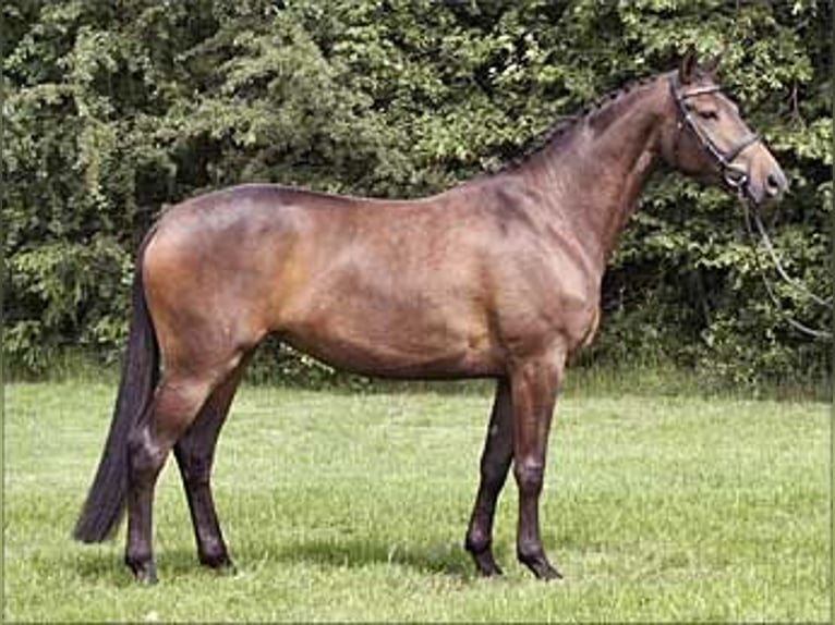 Trakehner Stute 17 Jahre 166 cm Dunkelbrauner in Maltitz