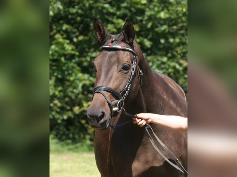 Trakehner Stute 17 Jahre 166 cm Dunkelbrauner in Maltitz