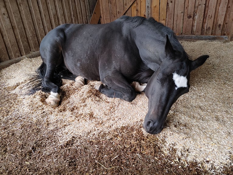 Trakehner Stute 17 Jahre 167 cm Schwarzbrauner in Ingolstadt