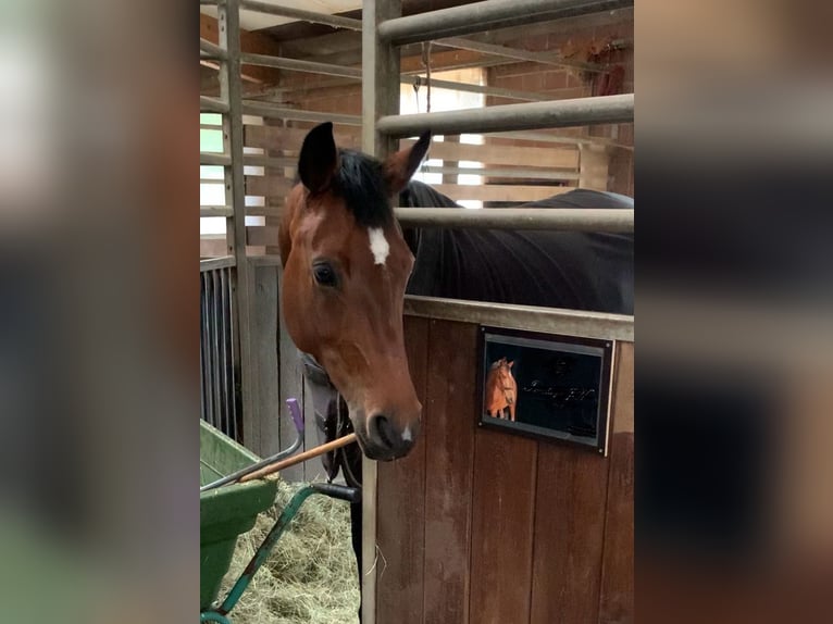 Trakehner Mix Stute 17 Jahre Brauner in Dorsten