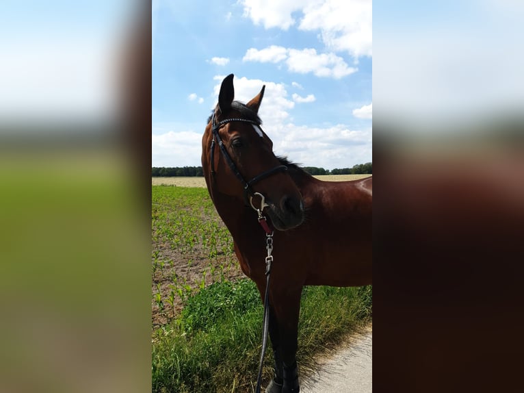 Trakehner Mix Stute 17 Jahre Brauner in Dorsten