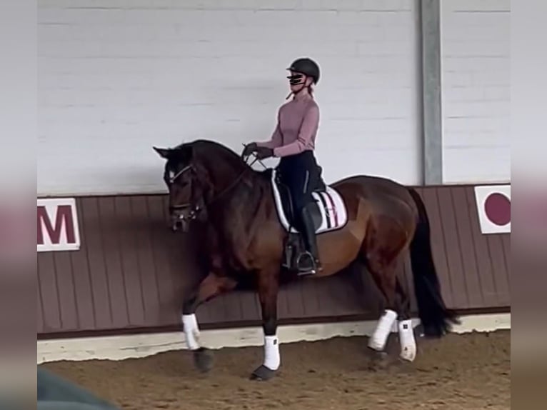 Trakehner Mix Stute 17 Jahre Brauner in Dorsten