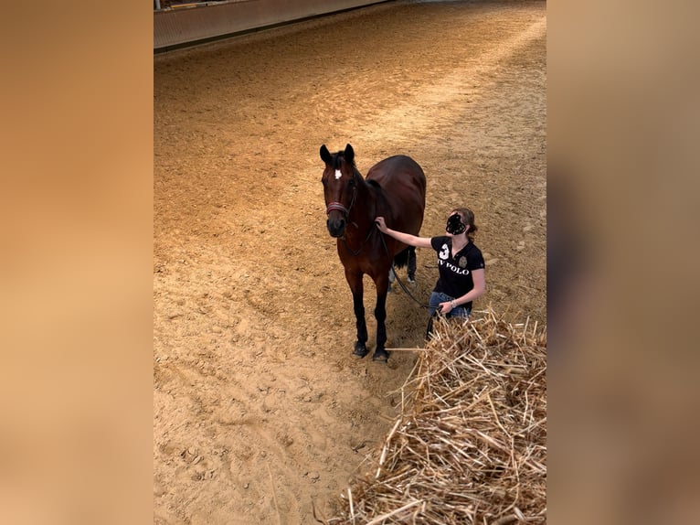 Trakehner Mix Stute 17 Jahre Brauner in Dorsten
