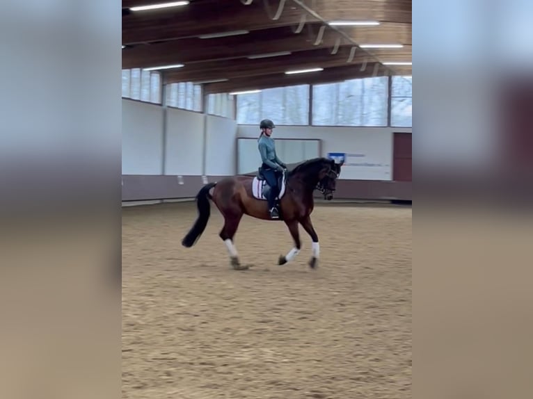 Trakehner Mix Stute 17 Jahre Brauner in Dorsten