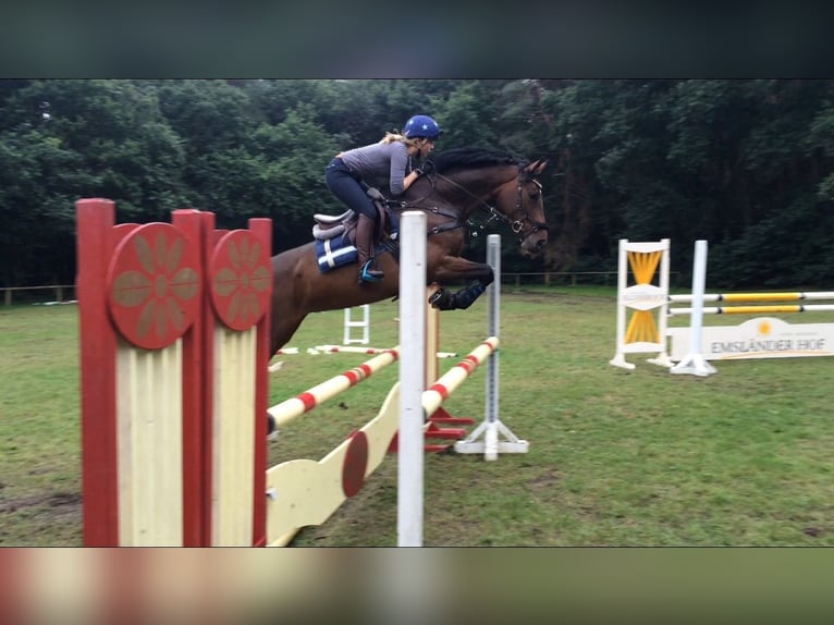 Trakehner Stute 17 Jahre Brauner in Würzburg