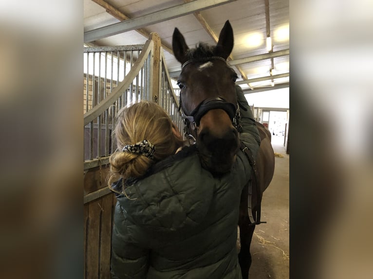 Trakehner Stute 17 Jahre Brauner in Würzburg