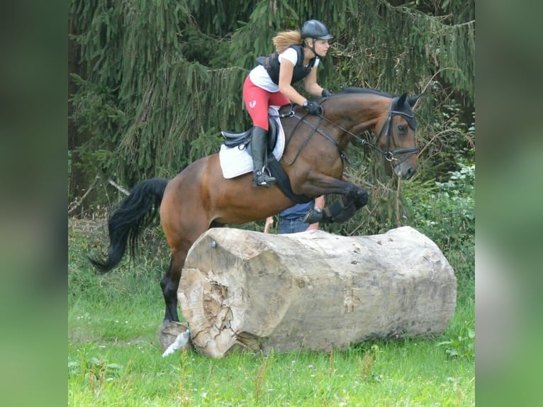 Trakehner Stute 18 Jahre 160 cm Brauner in Ellzee