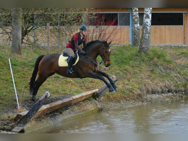 Trakehner Stute 18 Jahre 160 cm Brauner in Ellzee