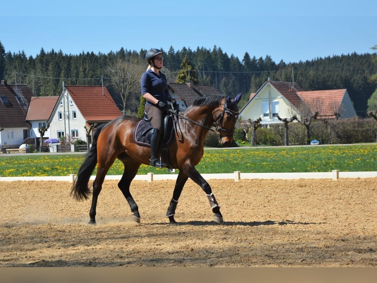 Trakehner Stute 18 Jahre 160 cm Brauner in Ellzee
