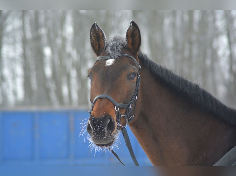 Trakehner Stute 18 Jahre 160 cm Brauner in Ellzee