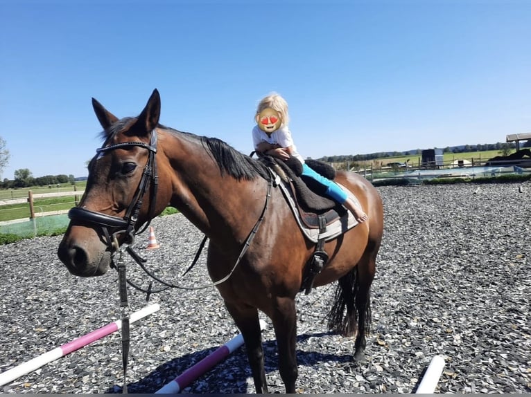 Trakehner Stute 18 Jahre 160 cm Brauner in Ellzee