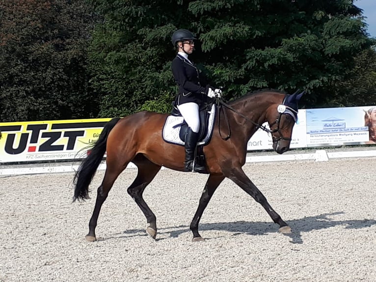 Trakehner Stute 18 Jahre 160 cm Brauner in Ellzee