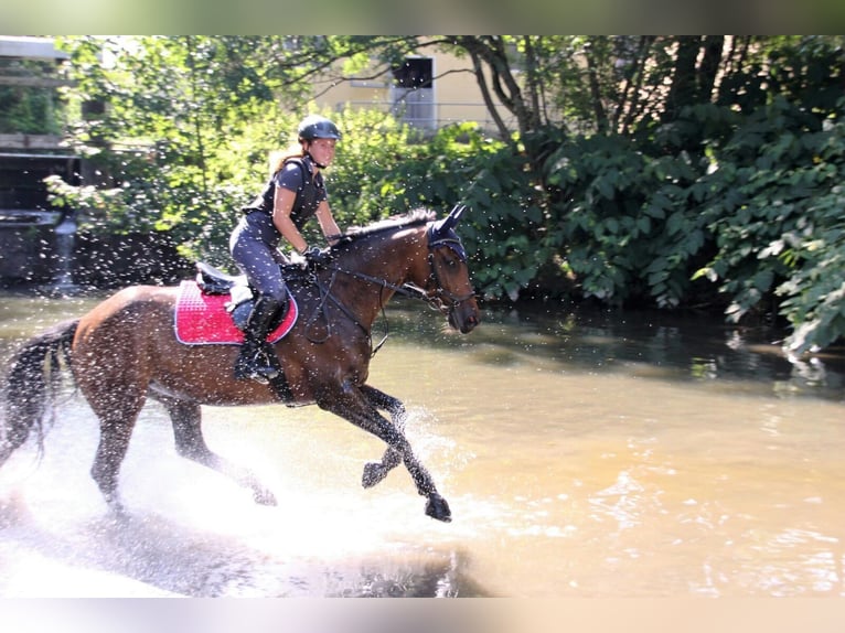 Trakehner Stute 18 Jahre 160 cm Brauner in Ellzee