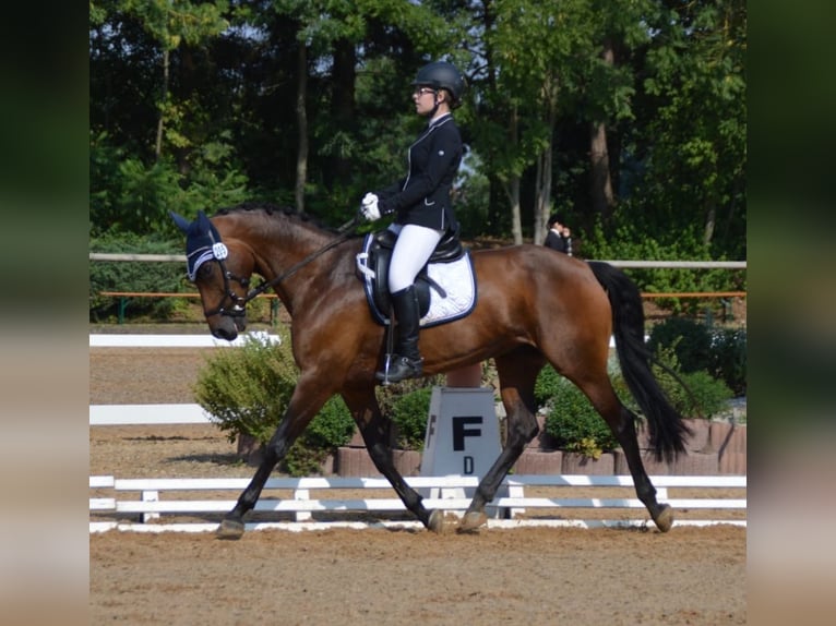 Trakehner Stute 18 Jahre 160 cm Brauner in Ellzee
