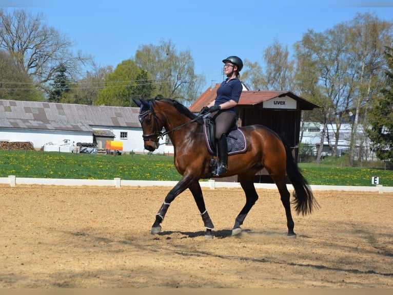 Trakehner Stute 18 Jahre 160 cm Brauner in Ellzee