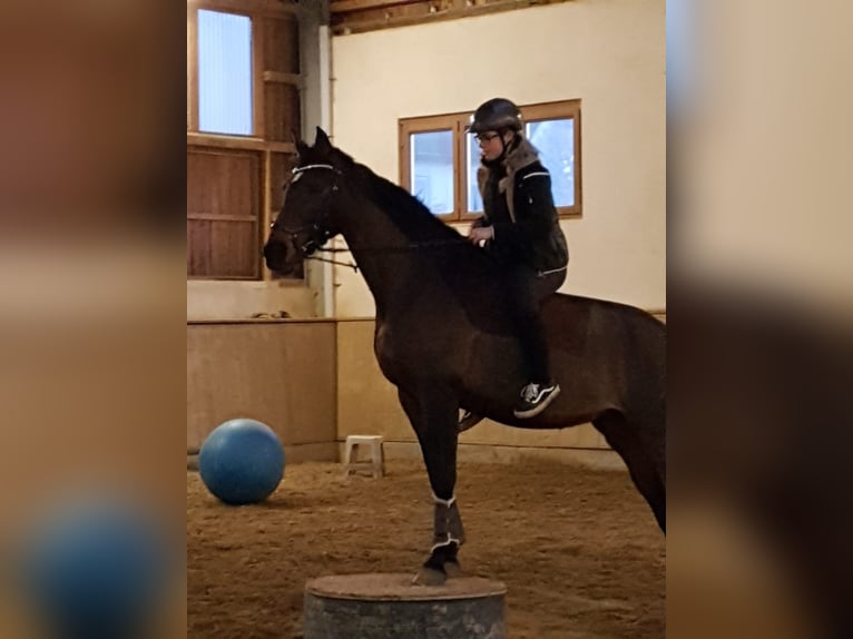 Trakehner Stute 18 Jahre 160 cm Brauner in Ellzee