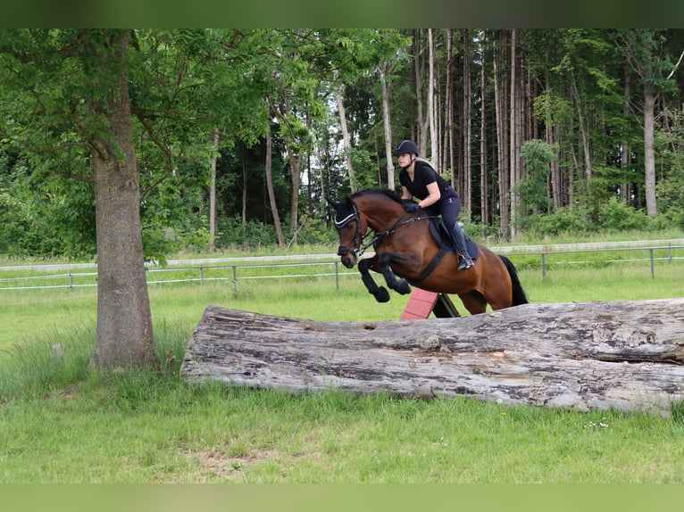 Trakehner Stute 18 Jahre 160 cm Brauner in Ellzee
