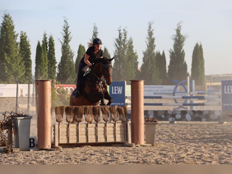 Trakehner Stute 18 Jahre 160 cm Brauner in Ellzee
