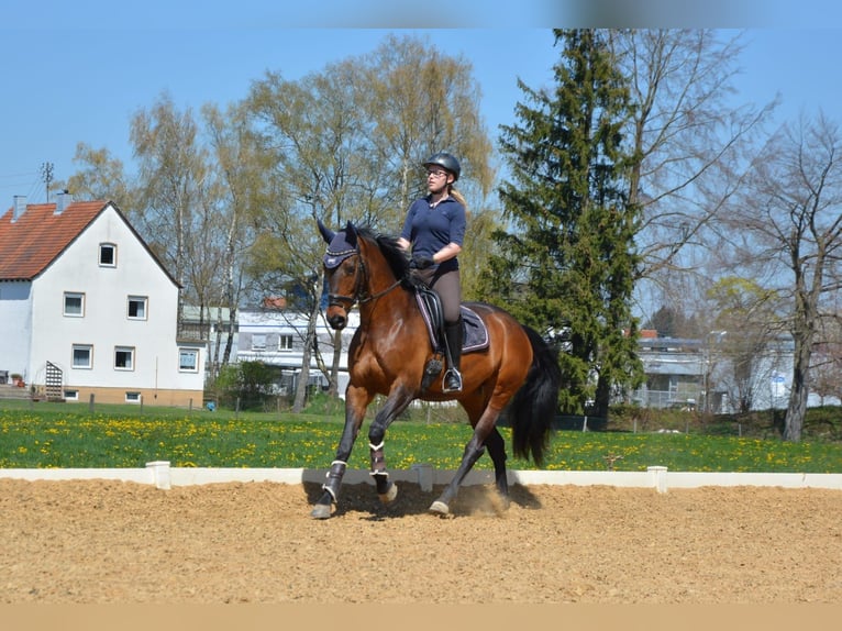 Trakehner Stute 18 Jahre 160 cm Brauner in Ellzee