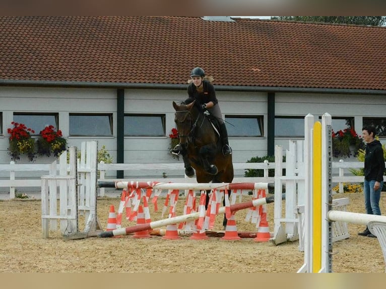 Trakehner Stute 18 Jahre 160 cm Brauner in Ellzee