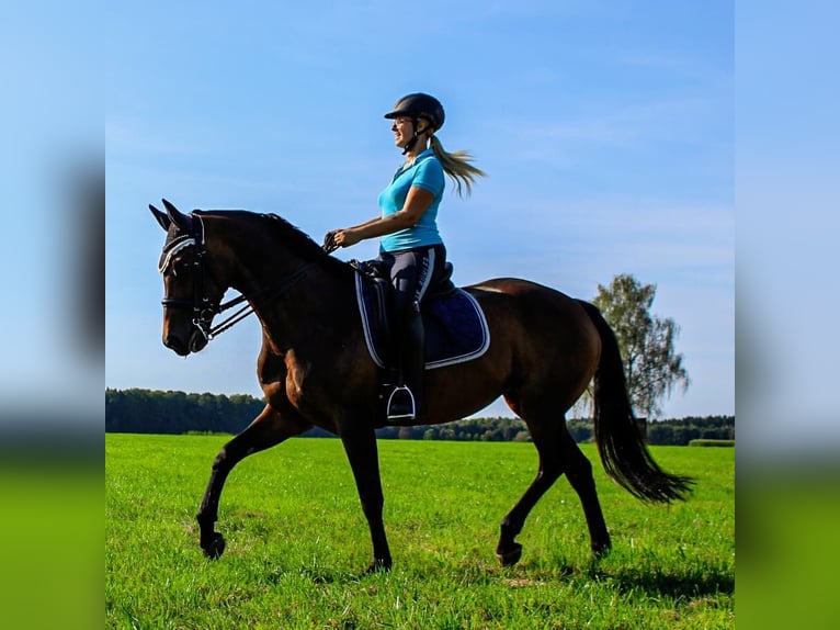 Trakehner Stute 18 Jahre 160 cm Brauner in Ellzee