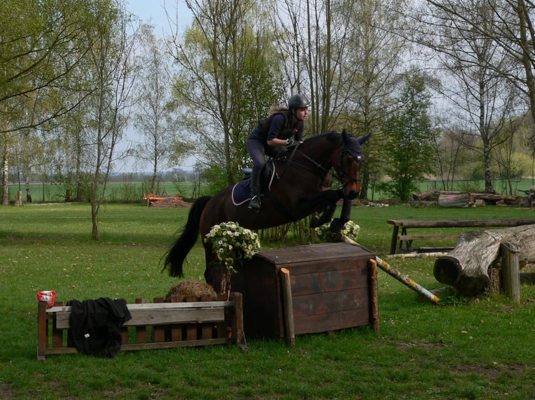 Trakehner Stute 18 Jahre 160 cm Brauner in Ellzee