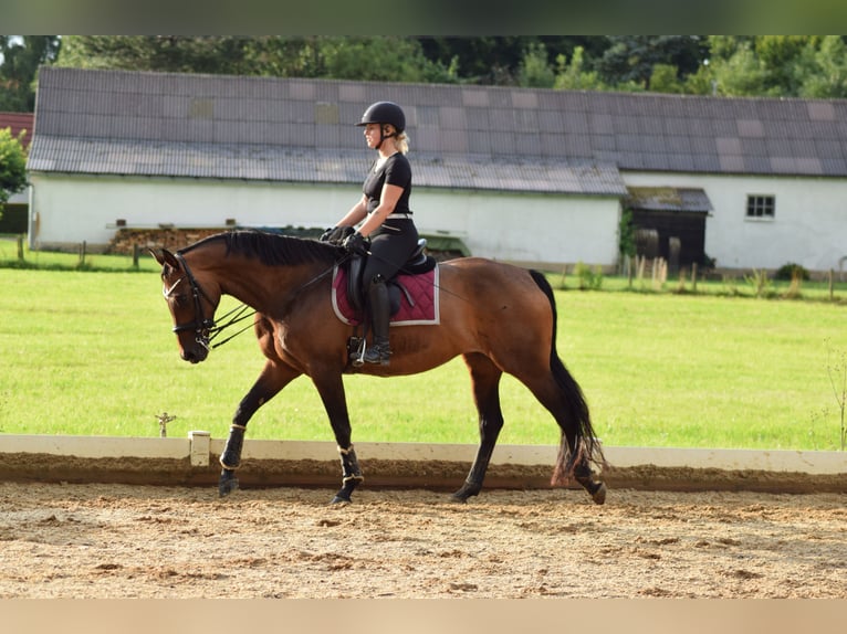 Trakehner Stute 18 Jahre 160 cm Brauner in Ellzee