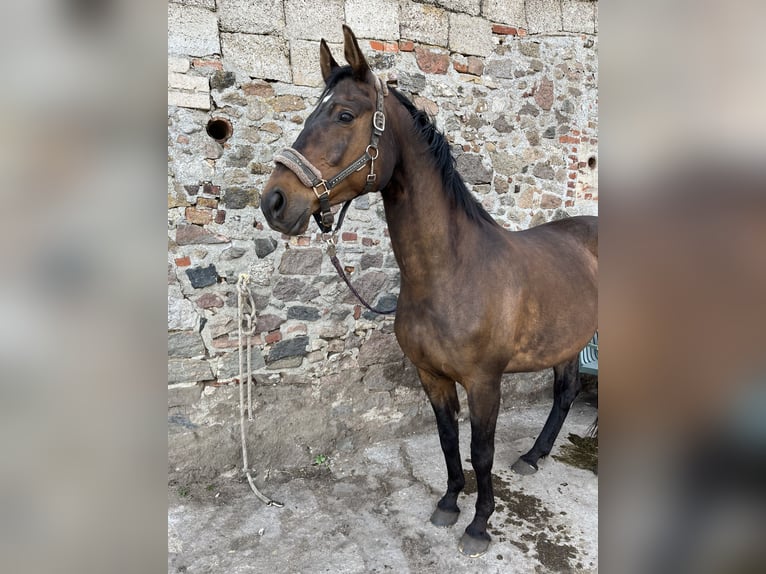 Trakehner Stute 18 Jahre 160 cm Brauner in Mittelangeln