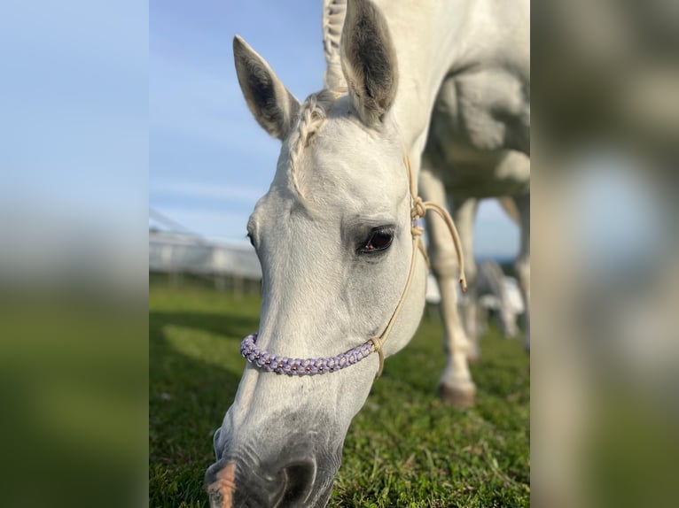 Trakehner Mix Stute 18 Jahre 160 cm Schimmel in Kloten
