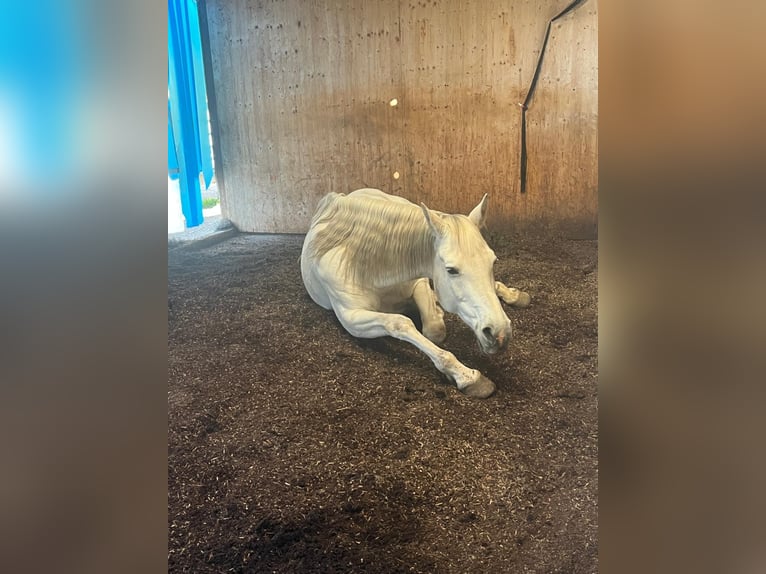 Trakehner Mix Stute 18 Jahre 160 cm Schimmel in Kloten
