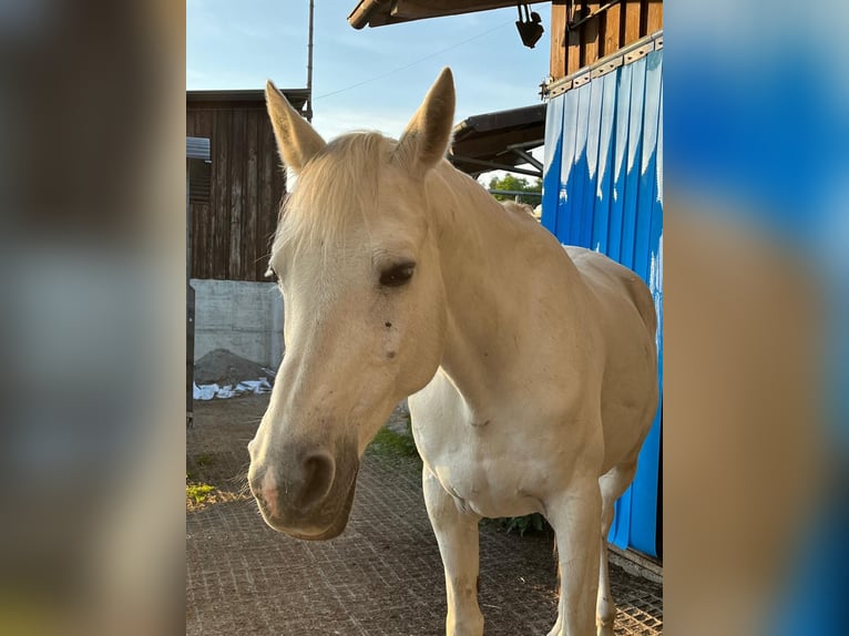 Trakehner Mix Stute 18 Jahre 160 cm Schimmel in Kloten