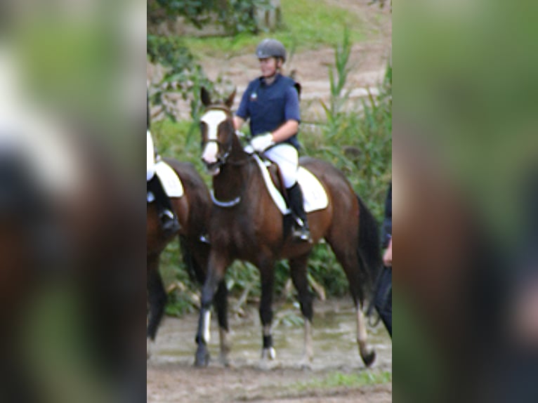 Trakehner Stute 18 Jahre 163 cm Brauner in Bosau