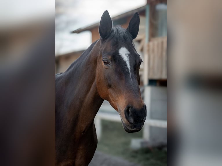 Trakehner Stute 18 Jahre 163 cm Dunkelbrauner in Altenmarkt im Pongau
