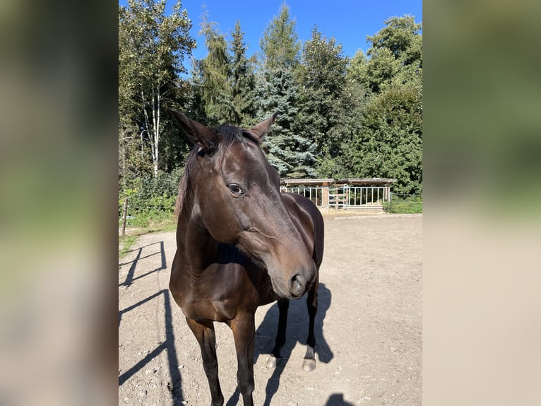 Trakehner Stute 18 Jahre 167 cm Dunkelbrauner in Großharthau