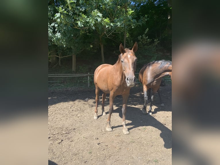 Trakehner Stute 18 Jahre 168 cm Dunkelfuchs in Kehl