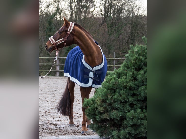 Trakehner Stute 18 Jahre 168 cm Dunkelfuchs in Kehl