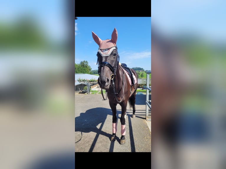 Trakehner Stute 19 Jahre 162 cm Schwarzbrauner in Rotkreuz