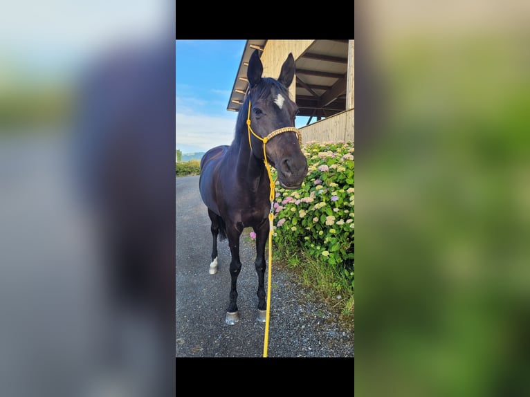 Trakehner Stute 19 Jahre 162 cm Schwarzbrauner in Rotkreuz