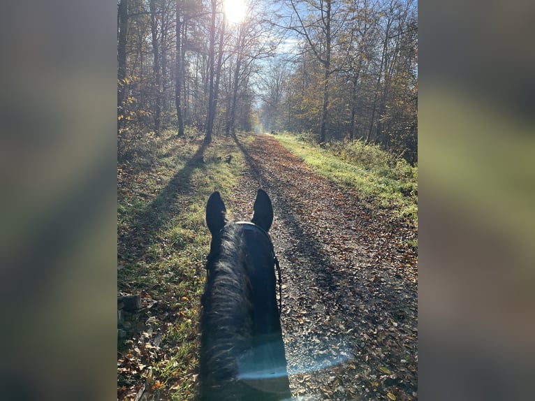 Trakehner Stute 19 Jahre 164 cm Dunkelbrauner in Reutlingen