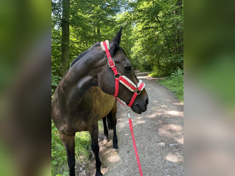Trakehner Stute 19 Jahre 164 cm Dunkelbrauner in Reutlingen