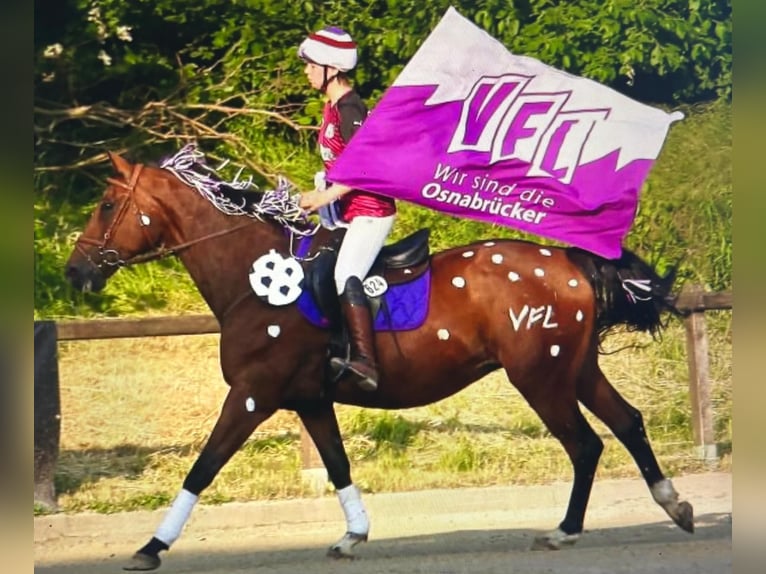 Trakehner Stute 19 Jahre 165 cm in Melle