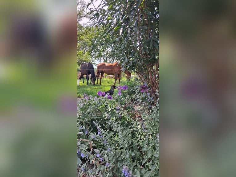 Trakehner Stute 19 Jahre 165 cm  in Wagenfeld