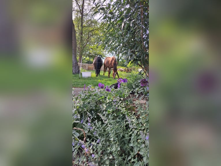 Trakehner Stute 19 Jahre 165 cm  in Wagenfeld