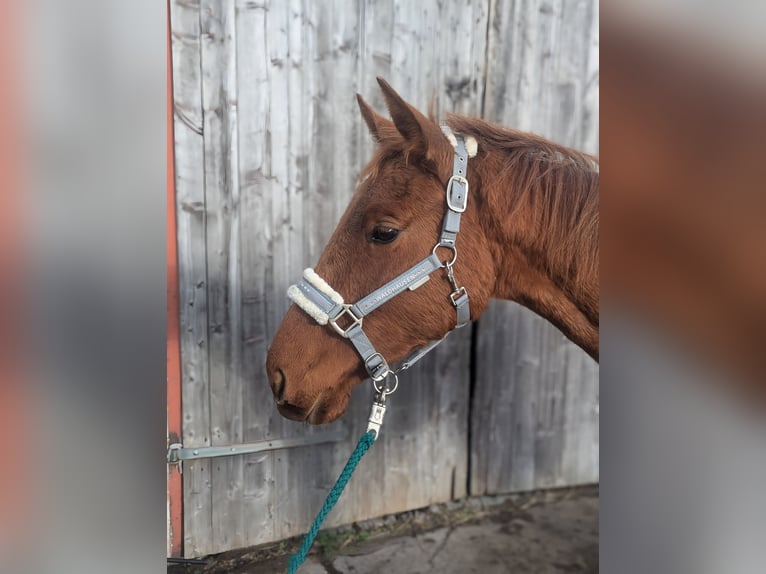 Trakehner Mix Stute 1 Jahr 160 cm Fuchs in Güstrow